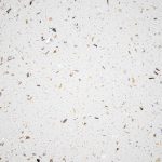 9100 Sea Shell